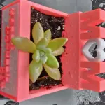 Petals for Mom:  "MOM" Planter Box